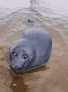 A seal swimming and forming a circle with it's body.
